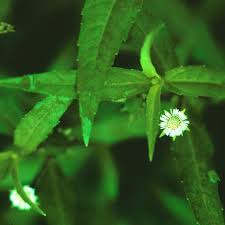 Image result for Eclipta