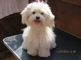 As such, they are independent but love spending time with their humans. Full Grown Chihuahua Poodle Mix For Sale Novocom Top