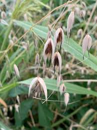 Image result for Grona barbata