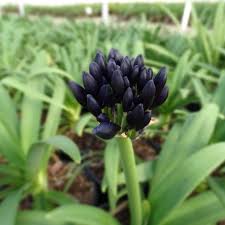 Image result for Agapanthus codii