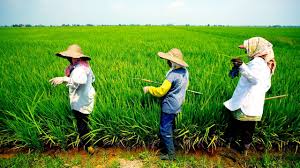 Cara mengusir burung pipit di sawah youtube via youtube.com. Tentang Alam Dan Kehidupan Di Sekincan Free Malaysia Today Fmt