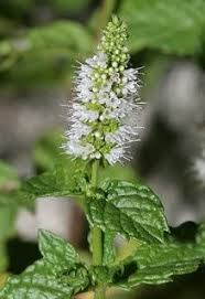 Amazon Com 500 Spearmint English Mint Mentha Spicata Herb Flower Seeds Herb Plants Garden Outdoor