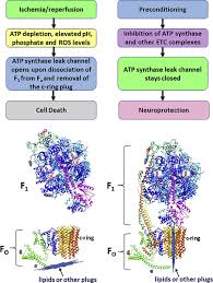 The overall reaction catalyzed by atp synthase is: The New Role Of F1fo Atp Synthase In Mitochondria Mediated Neurodegeneration And Neuroprotection Sciencedirect