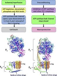 Check spelling or type a new query. The New Role Of F1fo Atp Synthase In Mitochondria Mediated Neurodegeneration And Neuroprotection Sciencedirect