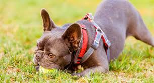 best french bulldog harness which frenchie harness is best