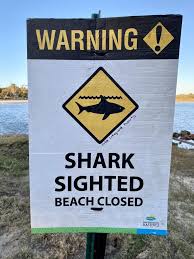 Locations with highest attack rates. Shark Spotted Near Port Macquarie For Second Time Daily Mercury