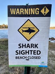 Bystanders did a great job. Shark Spotted Near Port Macquarie For Second Time Northern Star