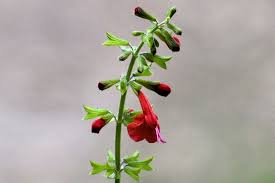 Image result for Salvia coccinea