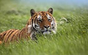 Fondos de pantalla : naturaleza, césped, Tigre, fauna silvestre ...
