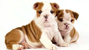 Great family companion protection bulldogs. Englische Bulldoggen Welpen Welpenknigge De