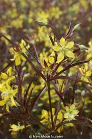Image result for Lysimachia barbata