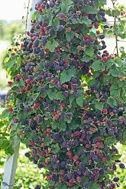 Growing Blackberries Vegetable Garden Design Berry Garden Fruit Garden
