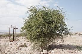 Image result for Maerua acuminata