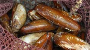 Si insedia all'interno di rocce calcaree o conchiglie più grosse corrodendole mediante delle secrezioni acide che secerne da apposite ghiandole. Datteri Di Mare Caratteristiche Proprieta E Pesca Vietata