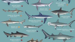 Un requin à la grande motte (13 avril 2015) en début d'après midi. Pourquoi Il Ne Faut Pas Avoir Peur Des Requins En Mediterranee