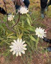 Image result for Protea madiensis