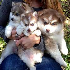 We are partnered exclusively with some of the best international show breeders in the world, specializing in the tiniest, cutest, and most precious. Pin On Pomsky Watch