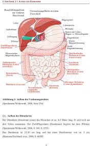 Die Bakterielle Fehlbesiedlung Des Darms Und Die Moglichkeit Von Ernahrungstherapeutischen Massnahmen Pdf Kostenfreier Download