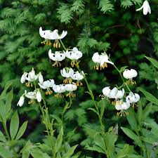 Image result for Lilium martagon Alba
