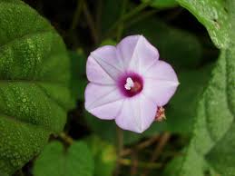 Image result for Ipomoea involucrata