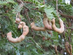 16 Hastaligin Devasi Onda Sofranizda Mutlaka Bulunsun Tamarind Tree Seeds Seeds