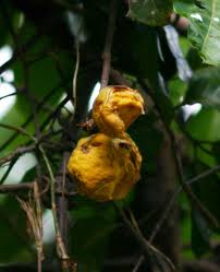 Image result for Saba comorensis