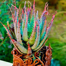 Luckily the one my stepson potted had at. Egrow 100 Pcs Pack Aloe Seeds Vera Plant Bonsai Edible Beauty Edible Cosmetic Bonsai Plants For Home Bonsai Plants Plants Aloe Vera Plant