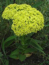 Image result for Crassula vaginata