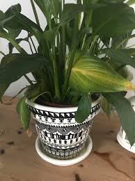 Using a knife, the player can harvest spotted dockleaf seeds from it, which can then be planted. Yellow And Green Speckled Leaves On A Peace Lily Does It Need To Be Repotted Plantclinic