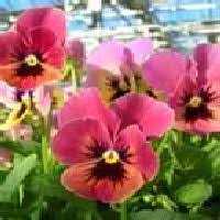 Hey everyone, my first ever video is on how to plant flowers in pots. Growing Edible Flowers In Containers Enjoy Container Gardening