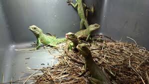 Juvenile bearded dragons are those aged above two months and up to seven months of age. Egnb5n76mmpc3m