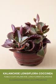 The Leaves Of This Kalanchoe Are Scalloped Growing Up And Out Succulents Cacti And Succulents Succulent Gardening