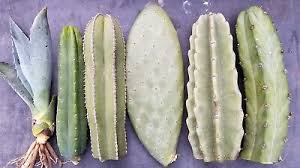 Image result for cactus cuttings