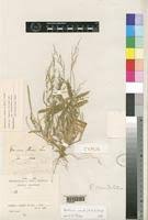 Image result for Urochloa comata