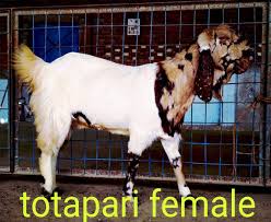 But it is also very good for producing milk. Mega Goat Farming Breeding List