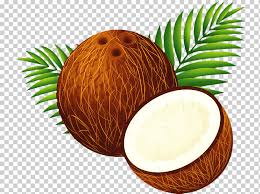 Coconuts are known for their versatility ranging from food to cosmetics. Coconut Tree Drawing Coconut Water Nata De Coco Coconut Milk Asian Palmyra Palm Lodoicea Palm Trees Arecales Png Klipartz