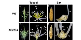 Check out our maize flowers selection for the very best in unique or custom, handmade pieces from our shops. Plantae Silky3 Is A Novel Transcriptional Regulator That Influences Multiple Flower Development Pathways In Maize Plantae