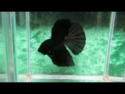 The super delta tail betta boasts a breathtaking color pattern in which the body coloration radiates partially into the fins. Super Black Delta Male Betta 13 10 Fishfetti19 Youtube