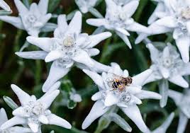 Edelweiss Mit Mistbiene Im Gatterhof Garten Im Kleinwalsertal Edelweiss Blume Blumengarten Blumengarten Blumen Garten