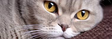 Reasons Why Your Cat S Nose Is Dry Hill S Pet