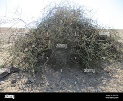 Image result for Phaeoptilum spinosum