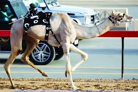 شهد سمو الشيخ حمدان بن محمد بن راشد آل مكتوم، ولي عهد دبي، رئيس المجلس التنفيذي، مساء الاثنين العاشر من فبراير، تحديات الحول والزمول لهجن أبناء القبائل، وذلك ضمن مهرجان سمو ولي عهد دبي للهجن، كما تابع السباقات الشيخ. Ø¹Ø§ØµÙØ© Ø­Ù…Ø¯Ø§Ù† Ù„Ù„Ù…Ø¬Ø¯ Ø¹Ù†Ù€ÙˆØ§Ù† ÙÙŠ Ø£ØºÙ„Ù€Ù€Ù€Ù€Ù€Ù‰ Ù…Ù‡Ø±Ø¬Ø§Ù†