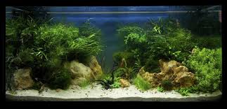 Xl Placed No 5 Nature Aquarium Aquarium Fish Tank