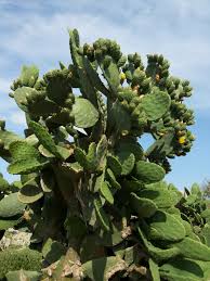 Prickly pear cactus (opuntia), called nopal in spanish, is a plant native to mexico and the american southwest that is now widely cultivated in many parts of the world, especially the mediterranean regions. Opuntia Ficus Indica Wikipedia