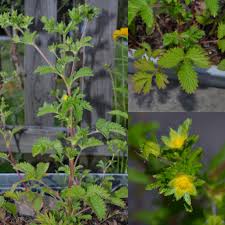 Image result for Conostomium natalense