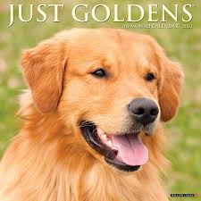 I'm the breeder behind pedigree golden retrievers located in milwaukee, wi. Just Goldens 2022 Wall Calendar Golden Retriever Dogs Dog Breed Willow Creek Press 9781549218132 Amazon Com Books