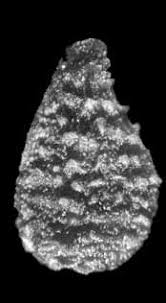 Image result for Scythris crypta