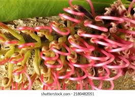 Image result for Gunillaea