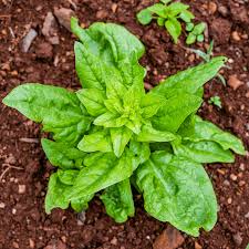 Image result for Spinacia oleracea