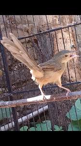 Cara membedakan anakan burung cici padi jantan dan betina sumber akurat. Tisp Cara Mudah Dan Akurat Membedakan Ciblek Gunung Cigun Jantan Dan Betina Zona Burung